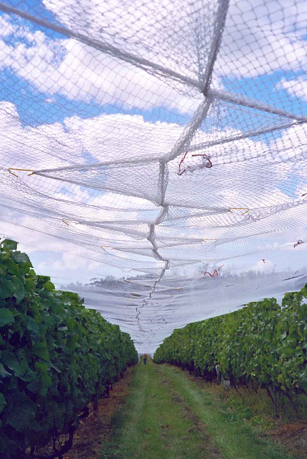 Net Clip Underview of Covered Orchard